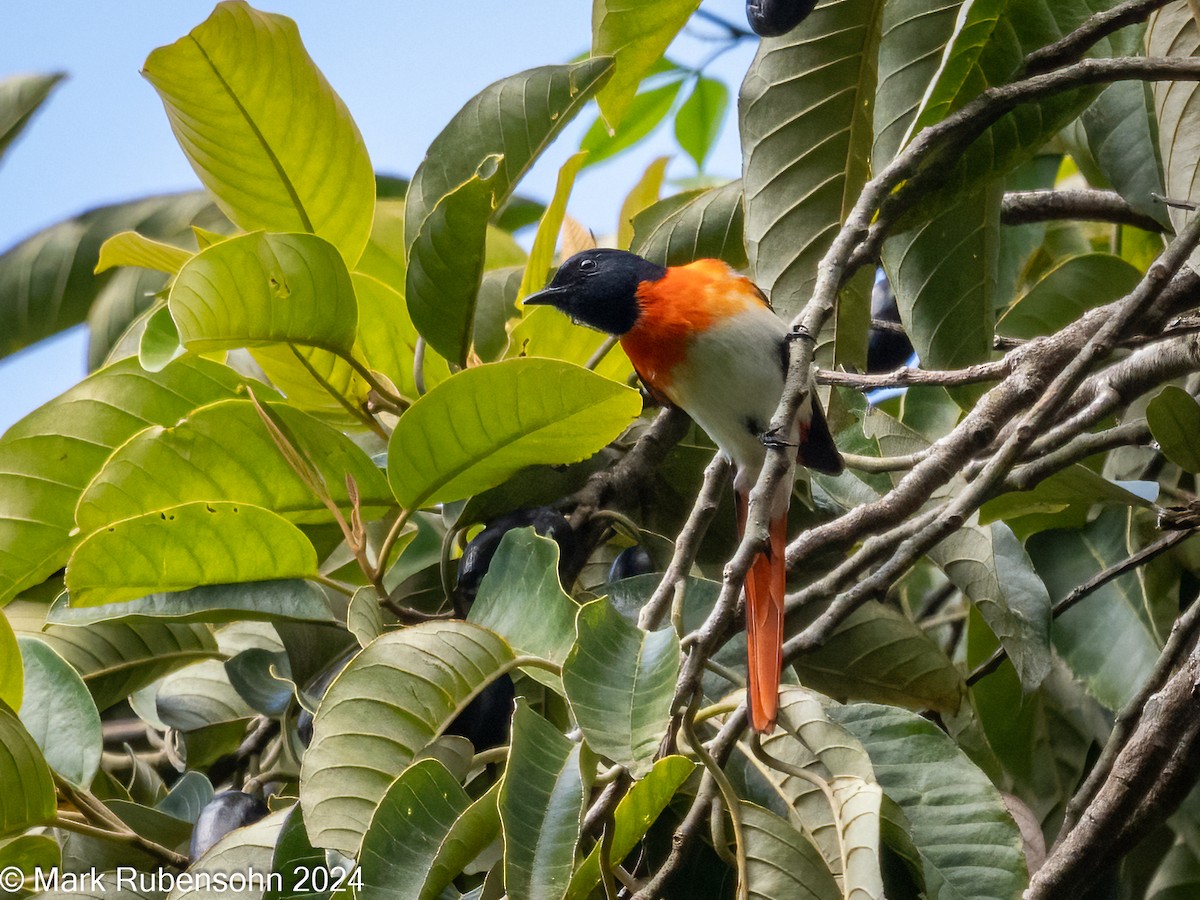 Flores Minivet - ML623788093