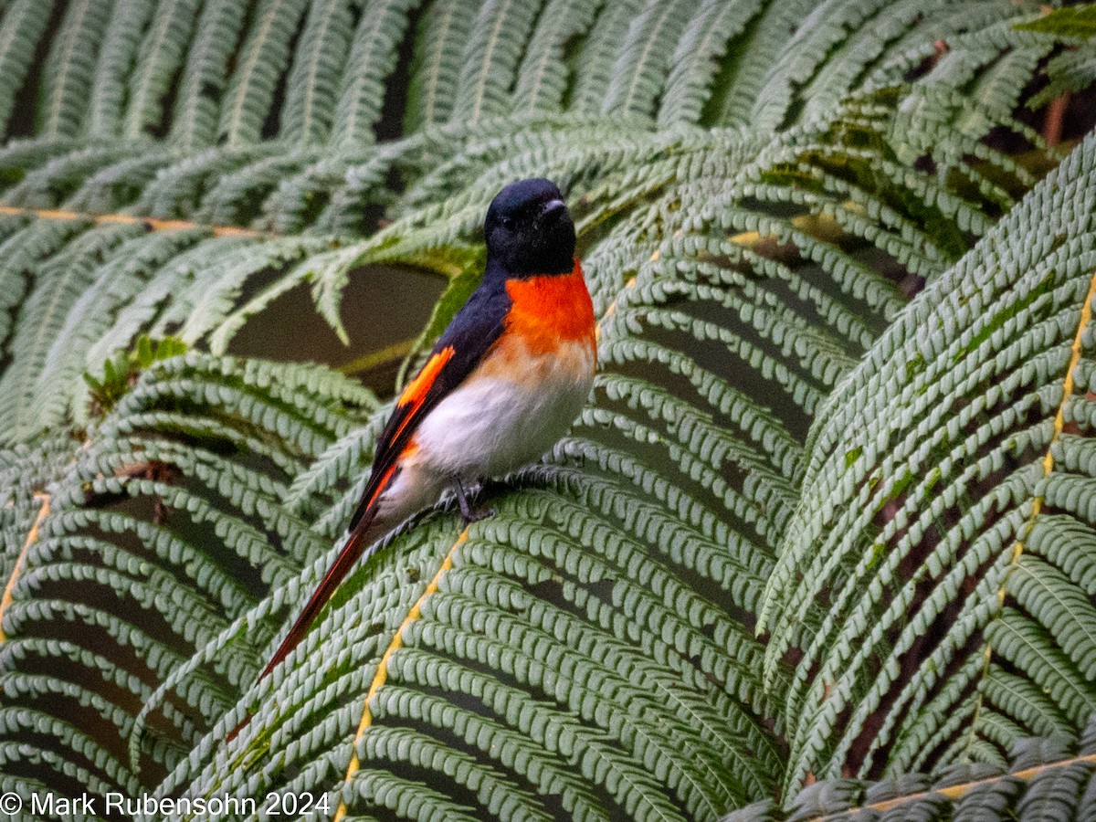 Flores Minivet - ML623788094