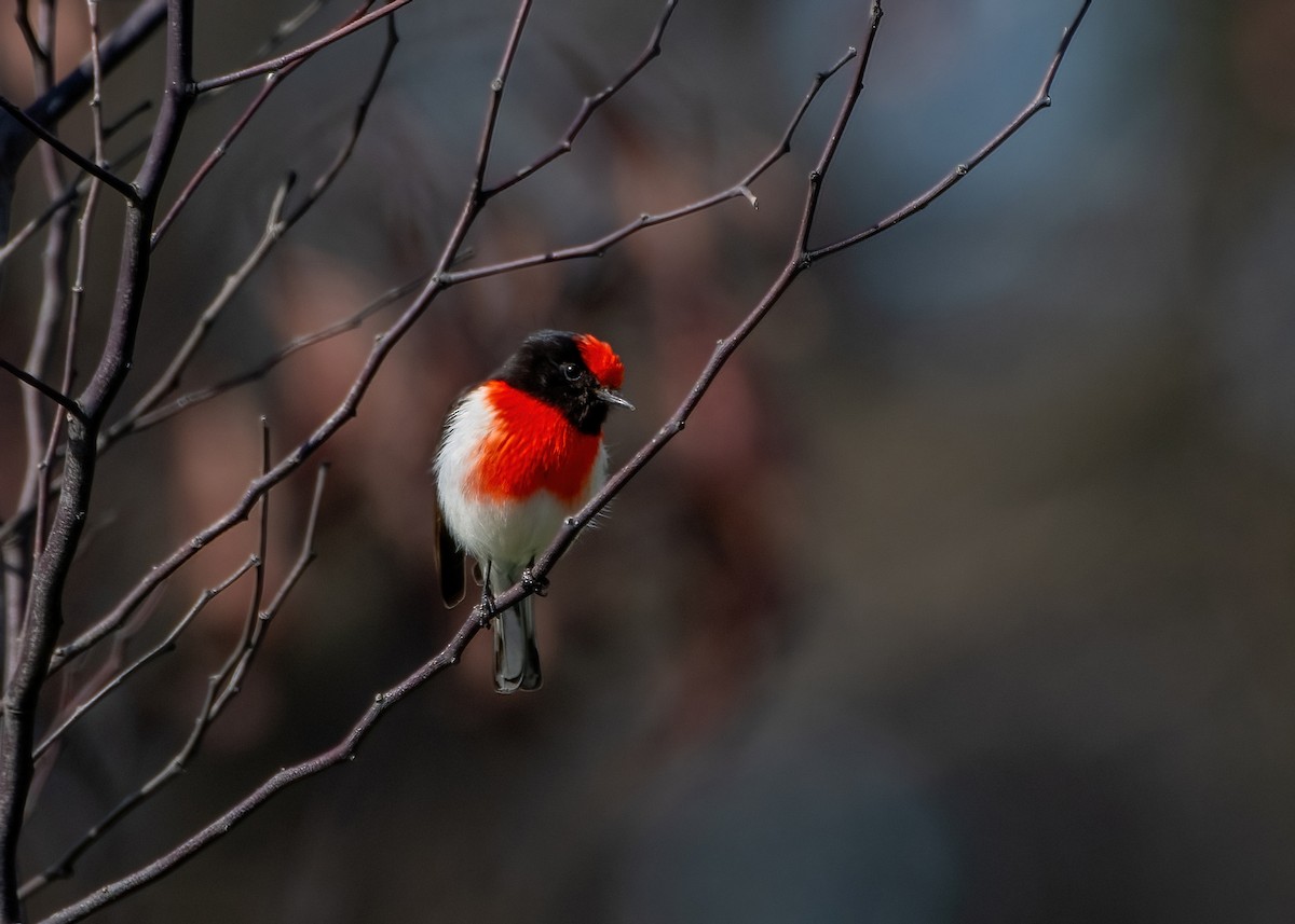 Red-capped Robin - ML623788111