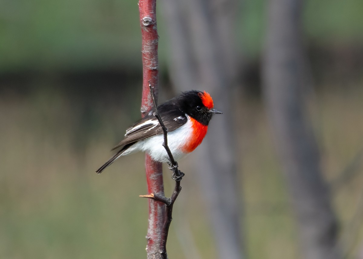 Red-capped Robin - ML623788161