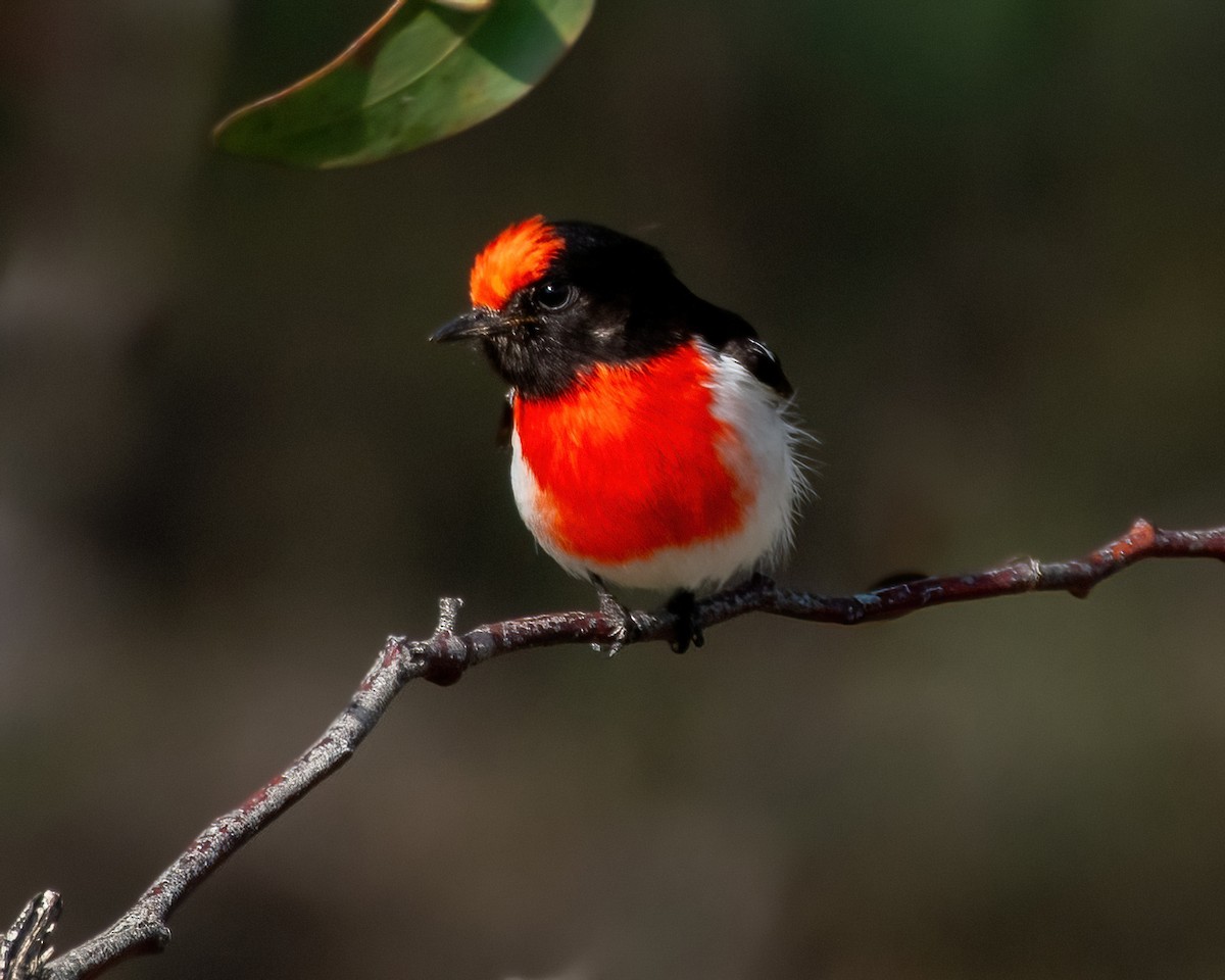 Red-capped Robin - ML623788164