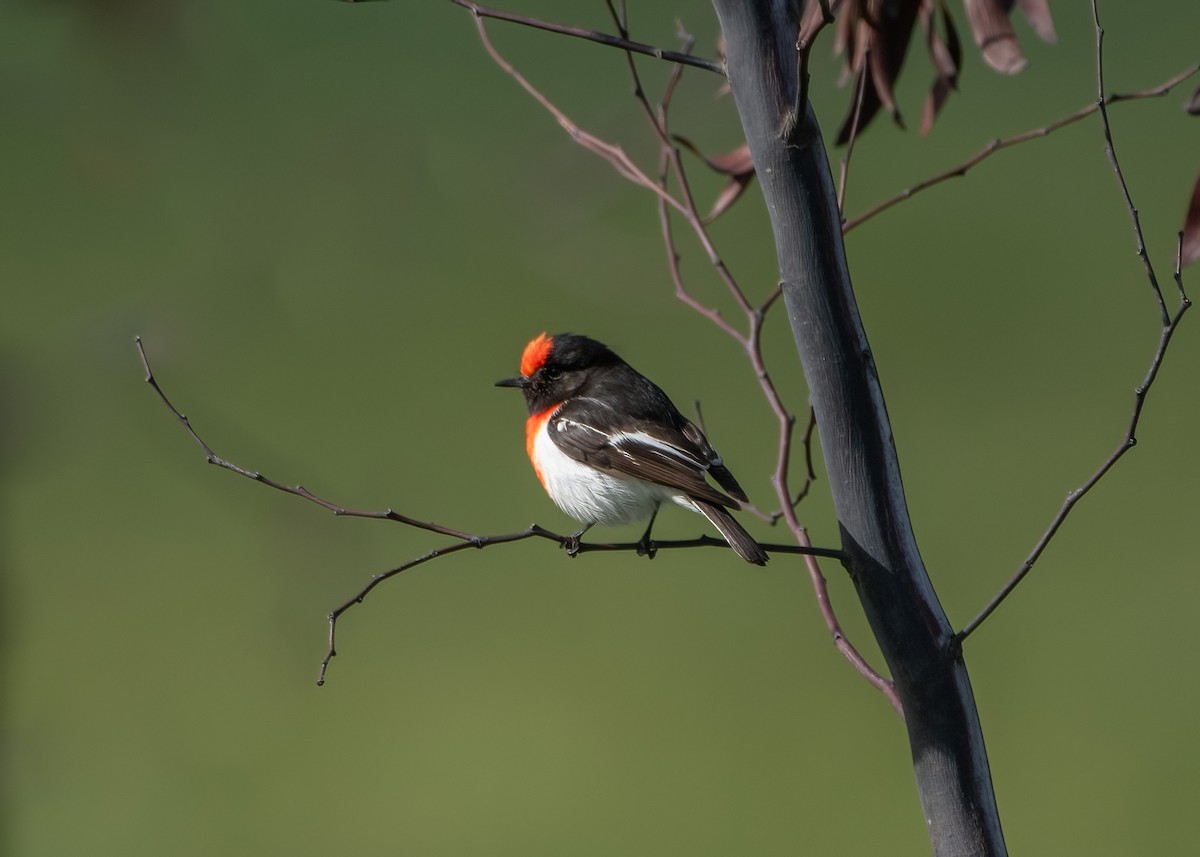 Red-capped Robin - ML623788169