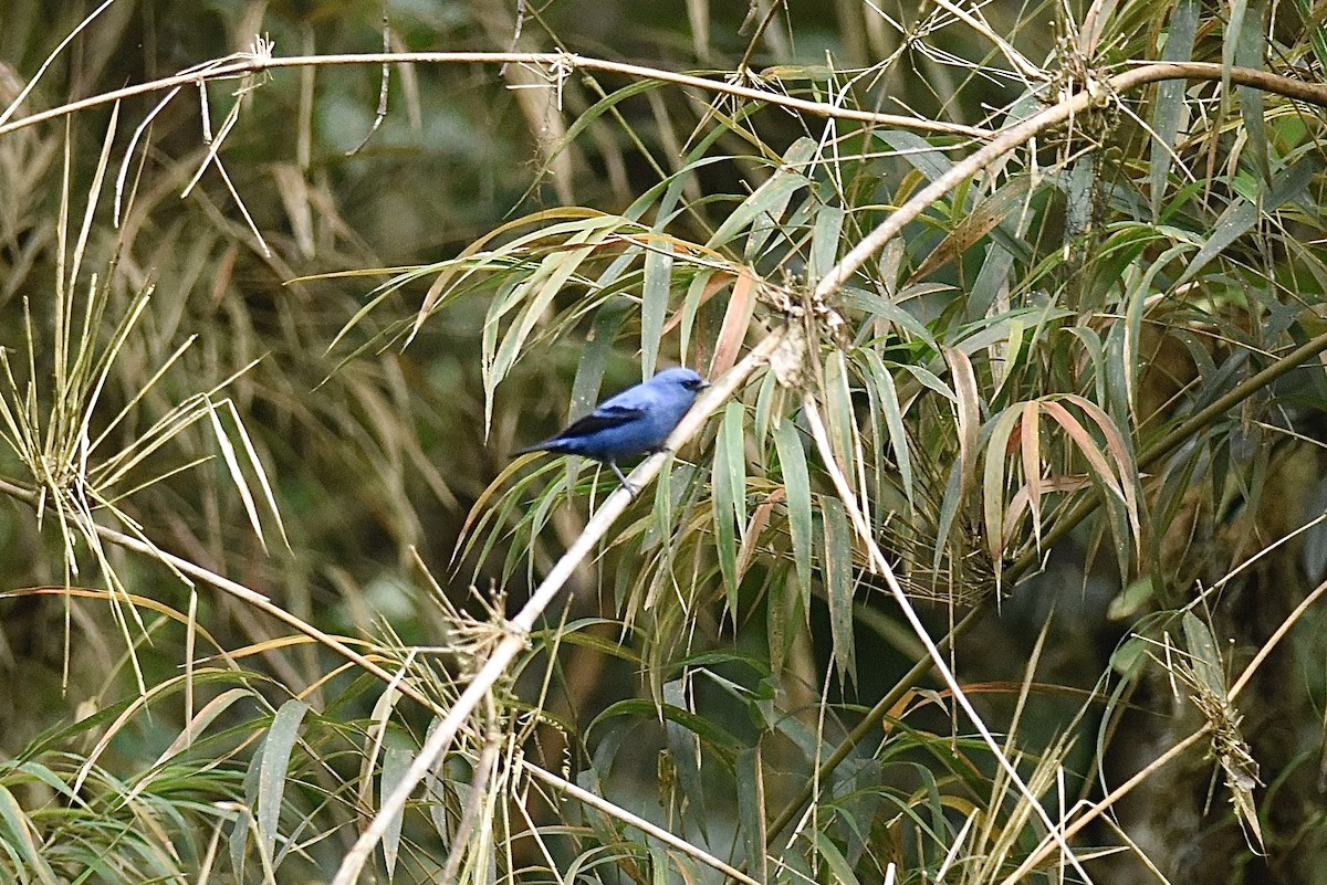 Blue-and-black Tanager - ML623788175