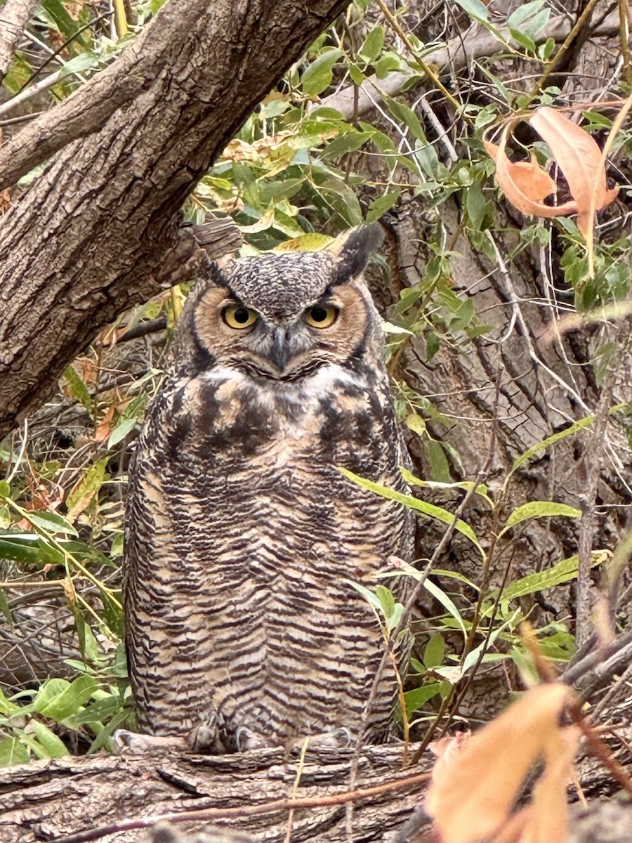 Great Horned Owl - ML623788177