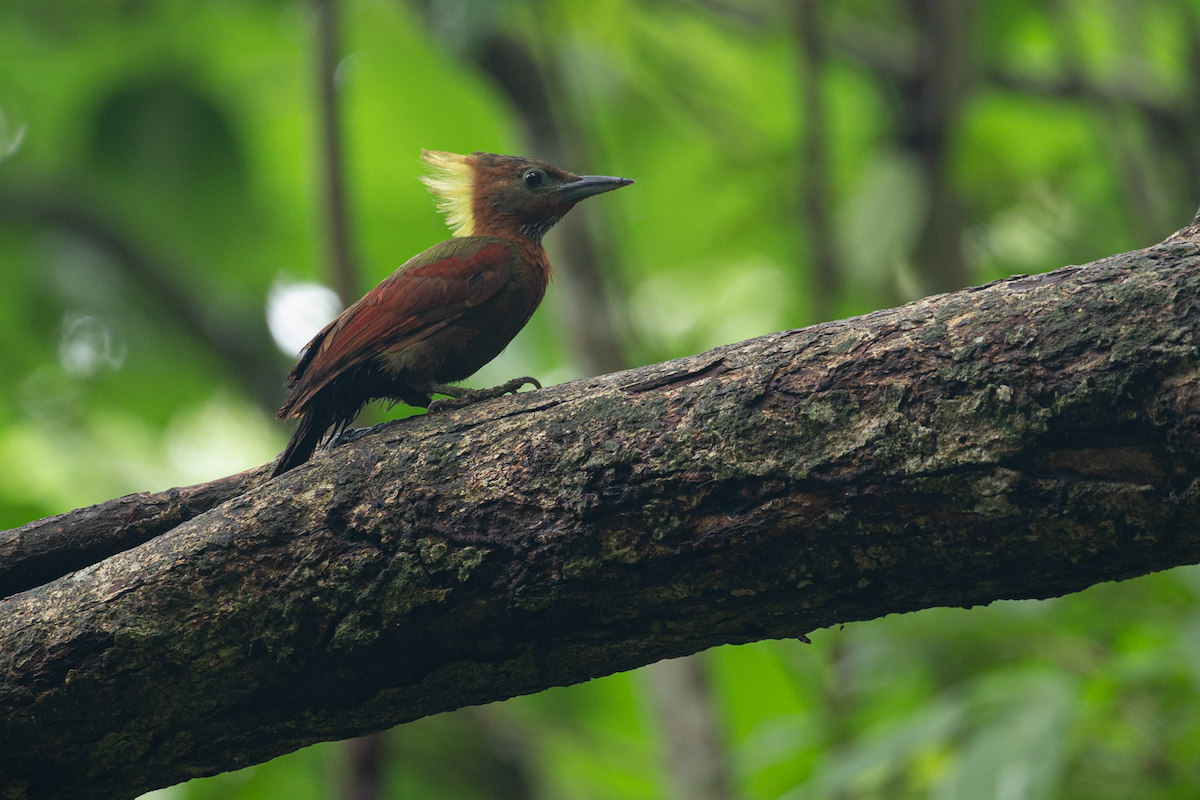 Checker-throated Woodpecker - Leonardus Adi Saktyari