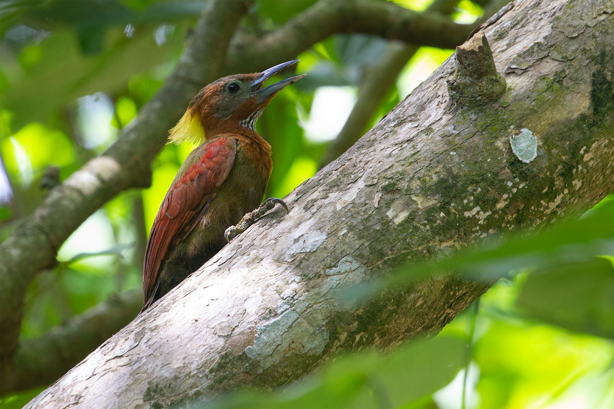 Checker-throated Woodpecker - ML623788190