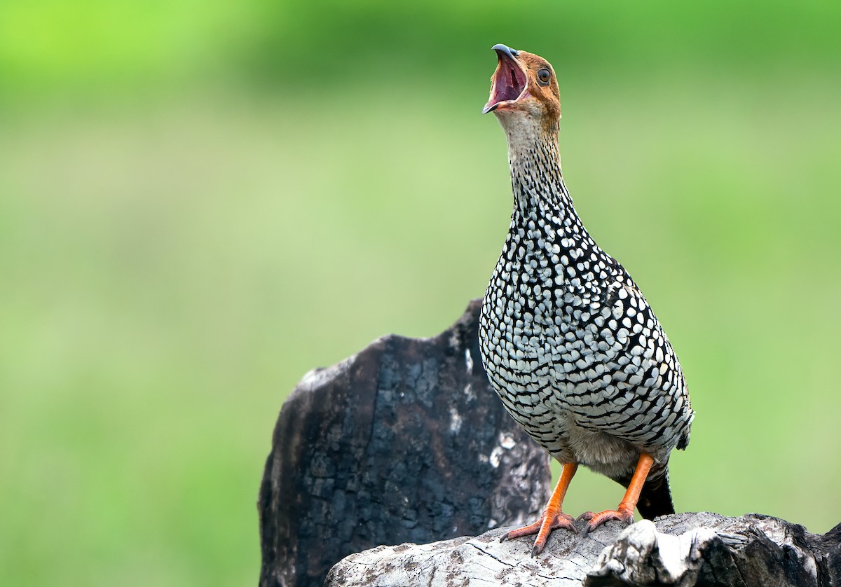 Painted Francolin - ML623788212