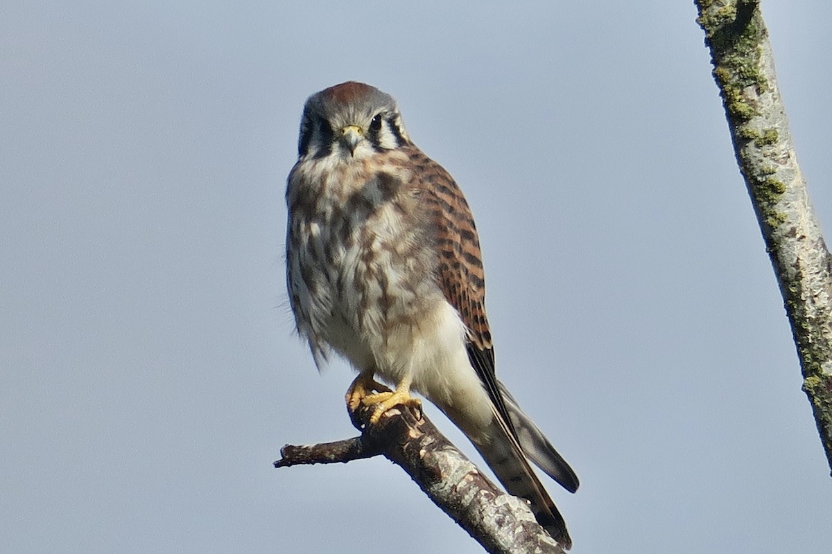 American Kestrel - Michael Simmons