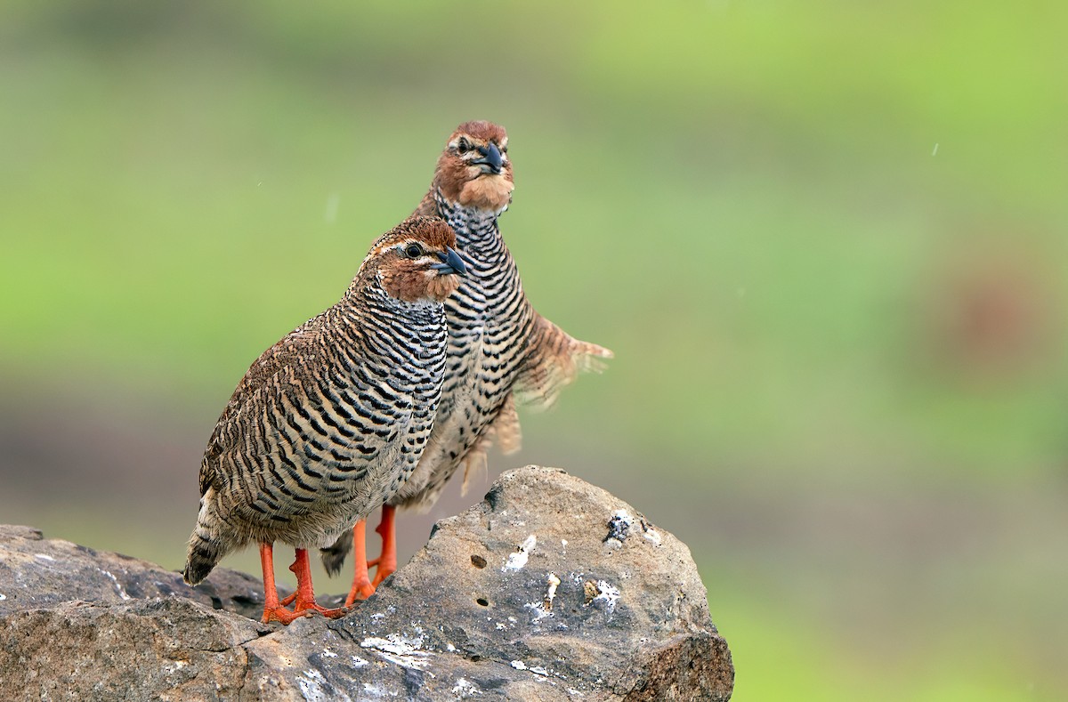 Rock Bush-Quail - ML623788226