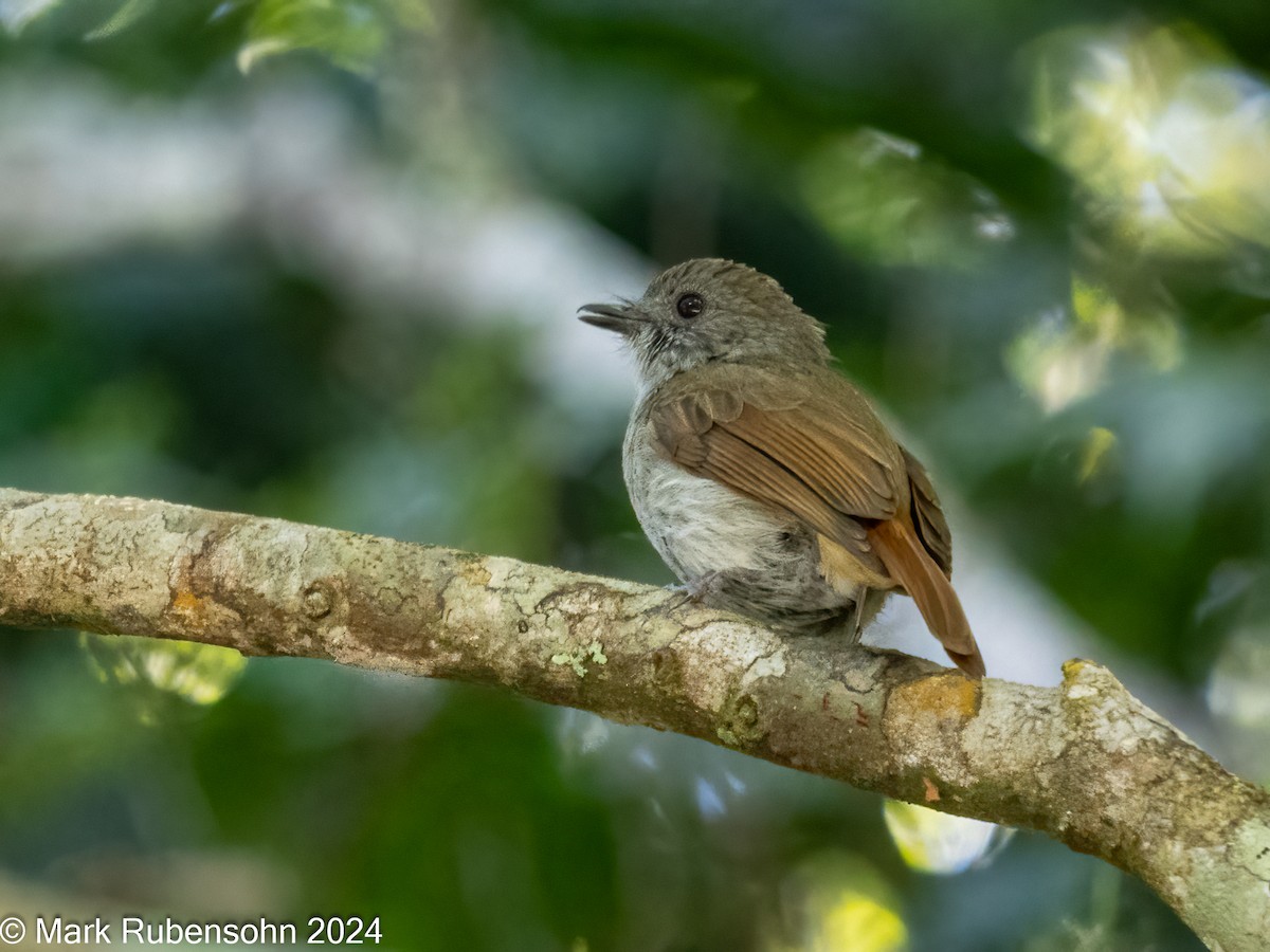 Flores Jungle Flycatcher - ML623788264