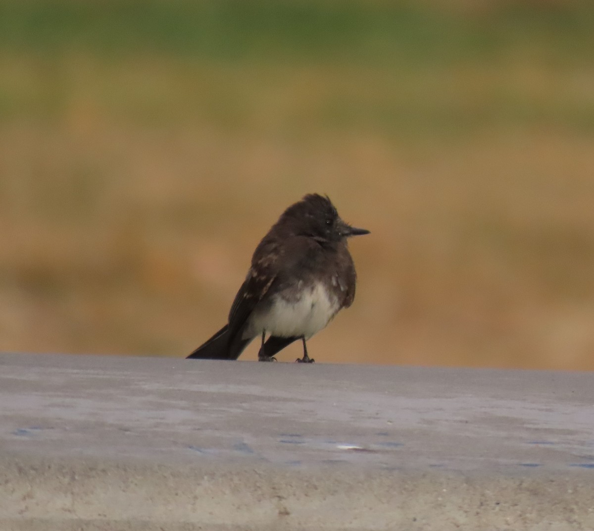 Black Phoebe - ML623788279