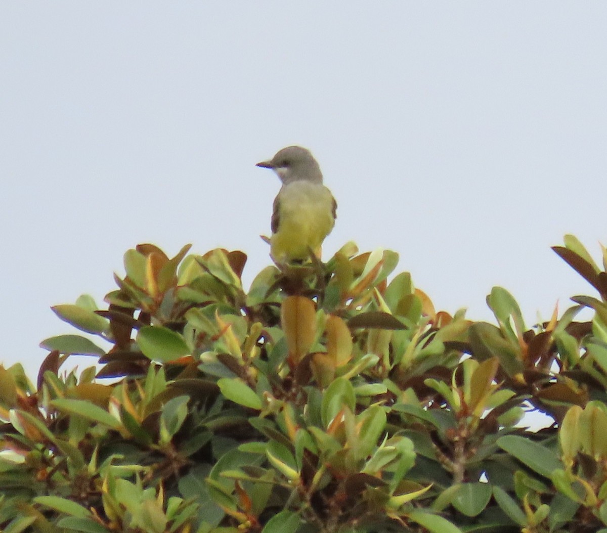 Cassin's Kingbird - ML623788283