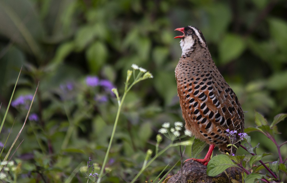 Painted Bush-Quail - ML623788288