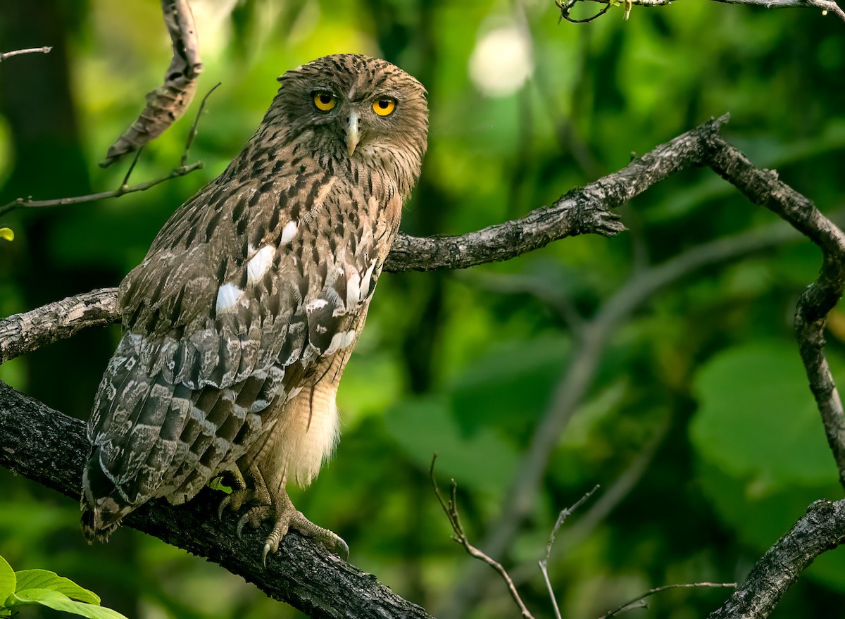 Brown Fish-Owl - ML623788293