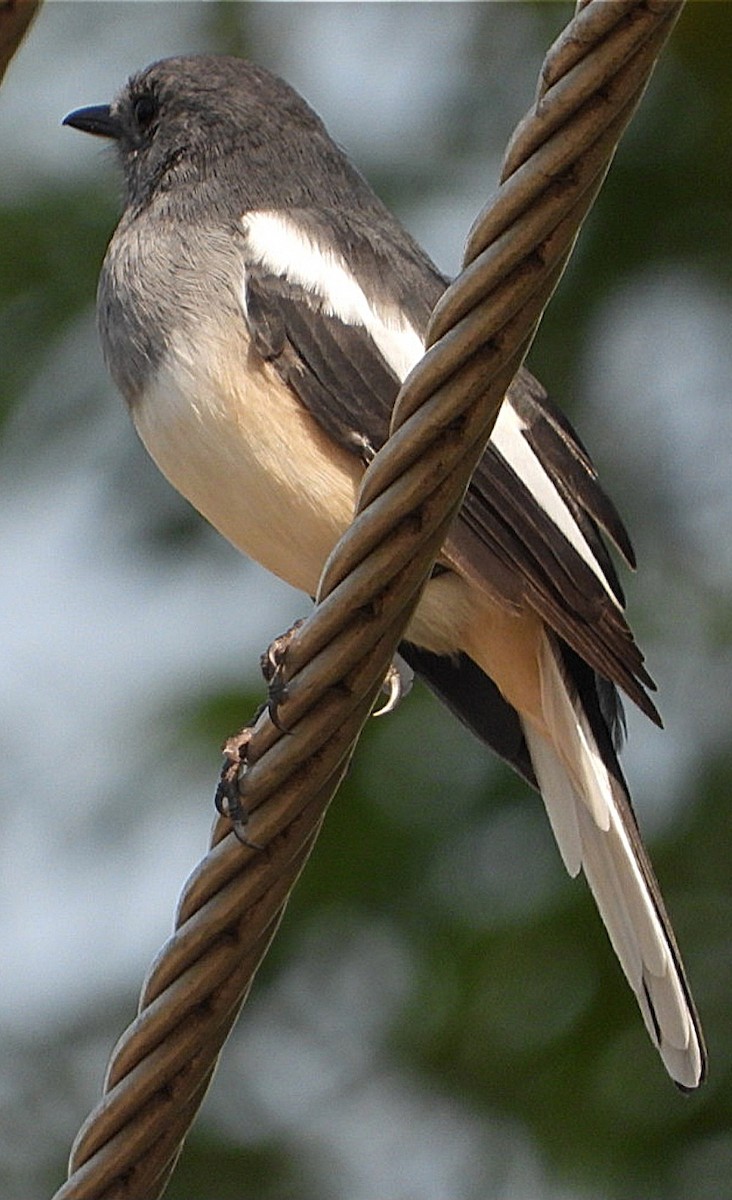 Oriental Magpie-Robin - ML623788310