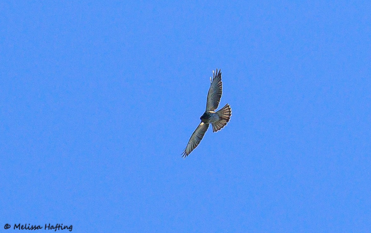 Broad-winged Hawk - Melissa Hafting