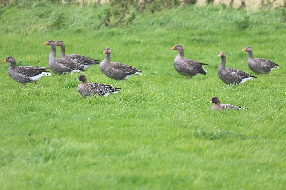 Pink-footed Goose - ML623788355