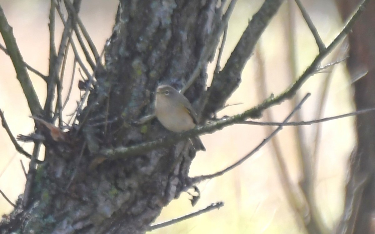 Red-flanked Bluetail - ML623788360