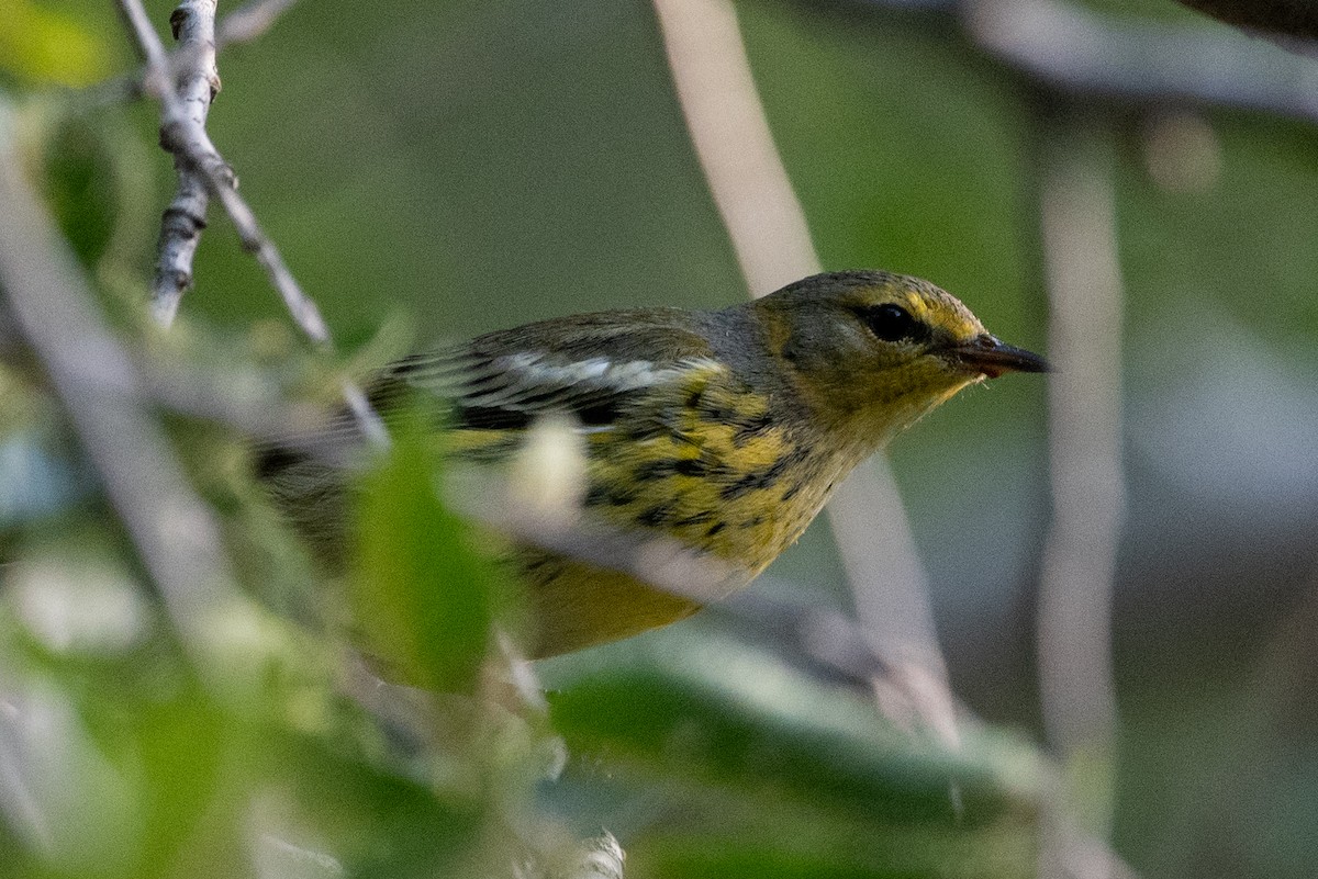 Cape May Warbler - ML623788361