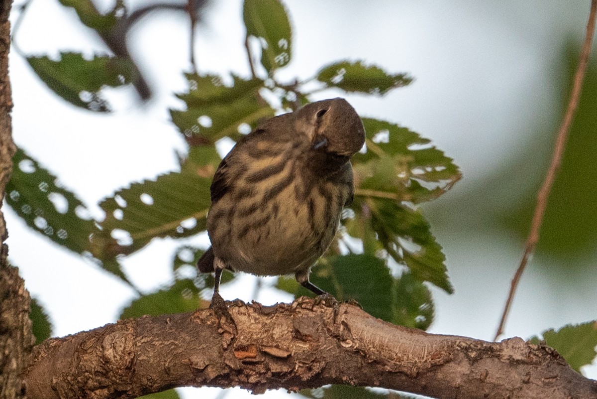 Cape May Warbler - ML623788363