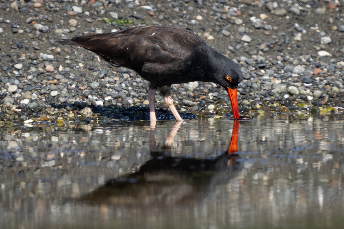 Black Oystercatcher - ML623788432