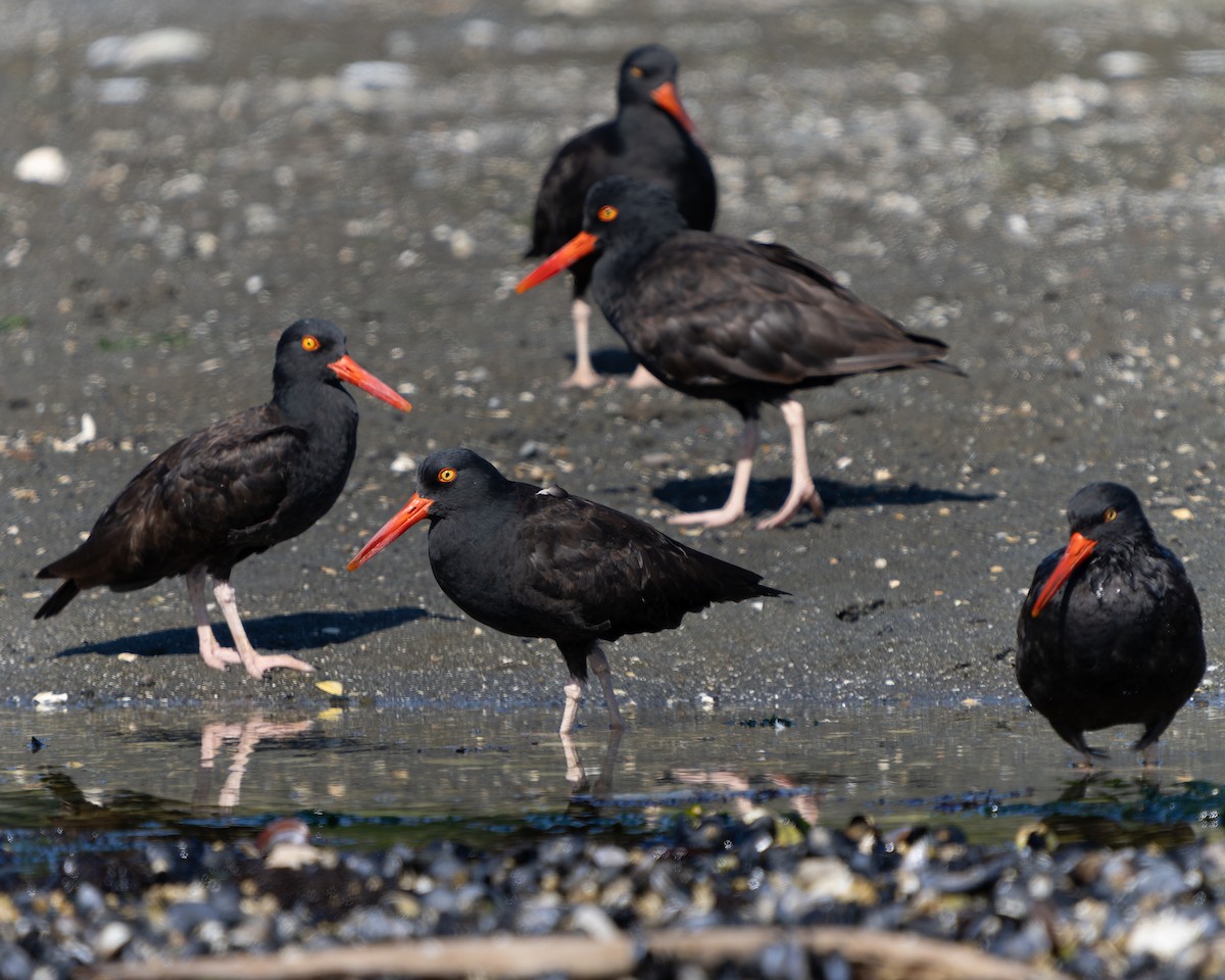 Black Oystercatcher - Ali Kasperzak