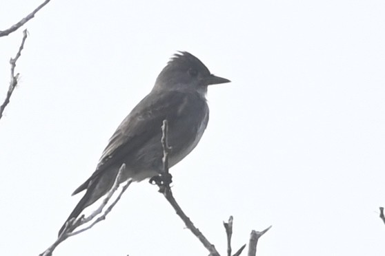 Olive-sided Flycatcher - Alex Castelein