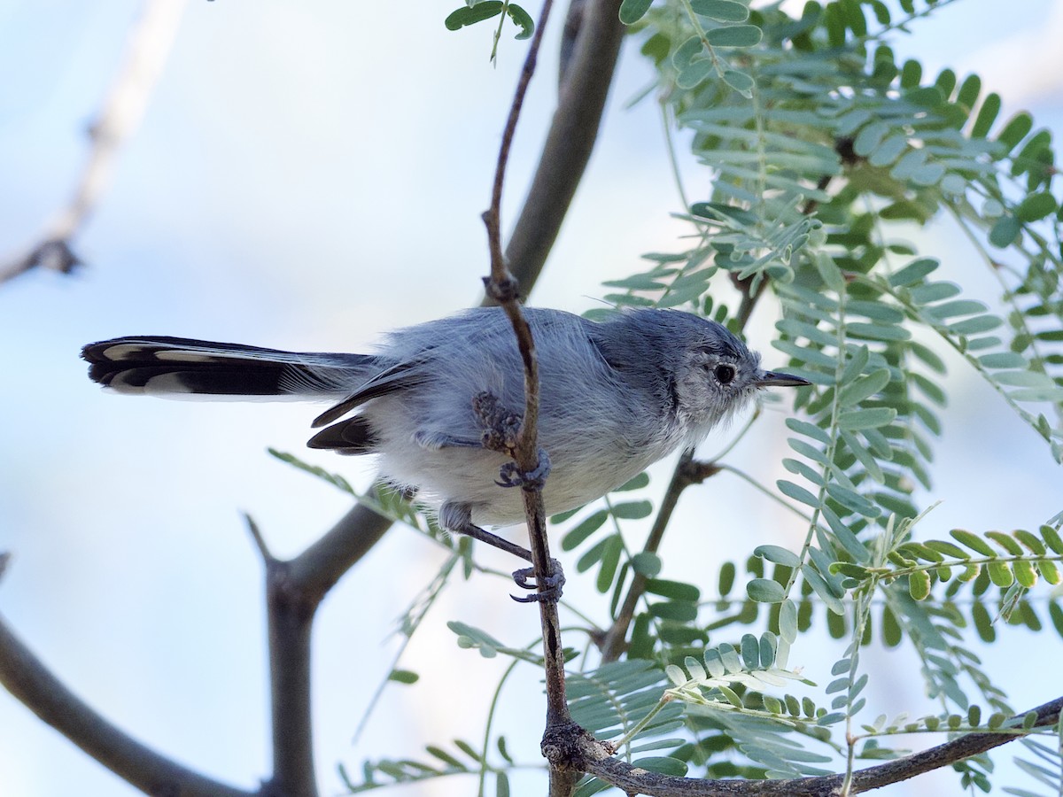 Black-tailed Gnatcatcher - Sochetra Ly