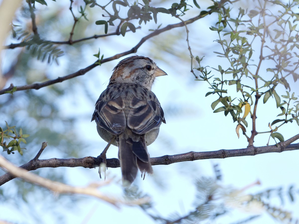 Rufous-winged Sparrow - Sochetra Ly