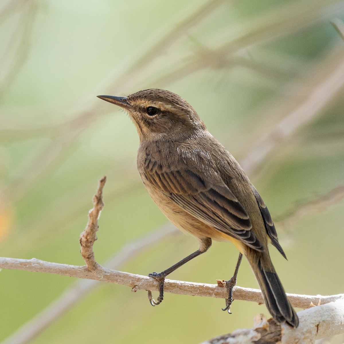 Palm Warbler - ML623788491