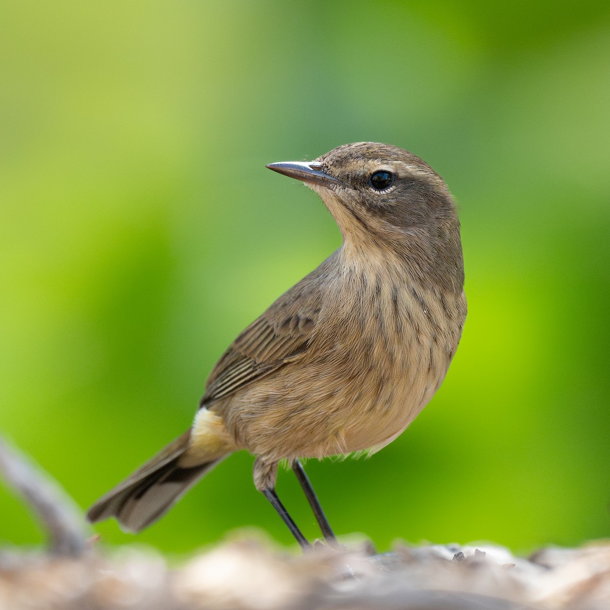 Palm Warbler - ML623788492