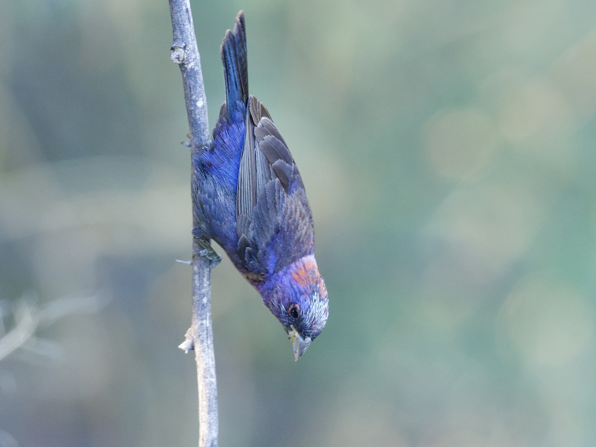 Varied Bunting - Sochetra Ly