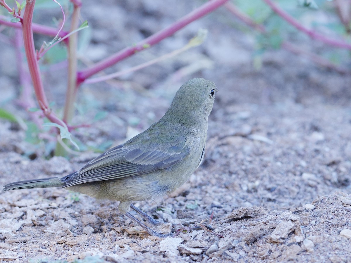 Painted Bunting - Sochetra Ly