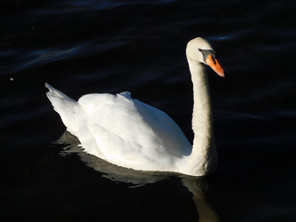 Cygne tuberculé - ML623788523