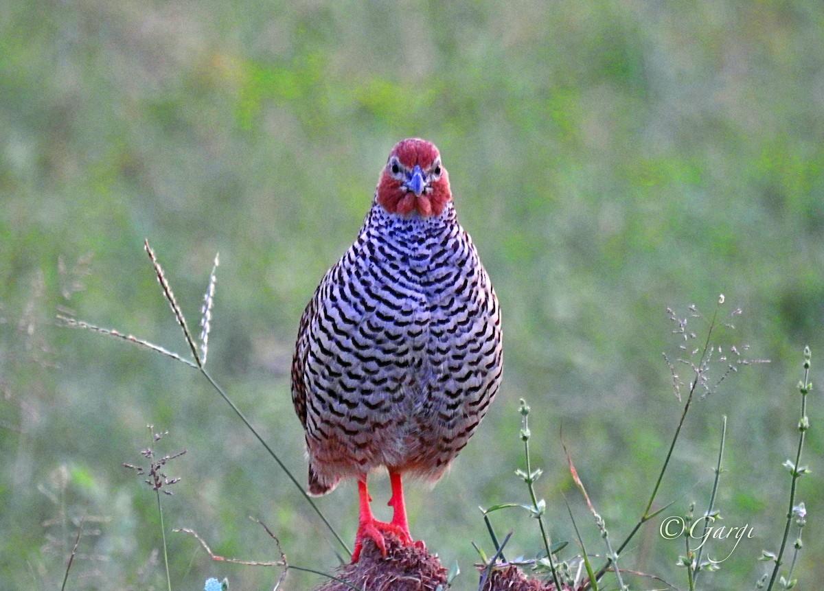 Rock Bush-Quail - ML623788534