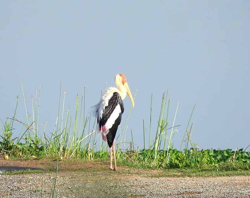 Painted Stork - ML623788552