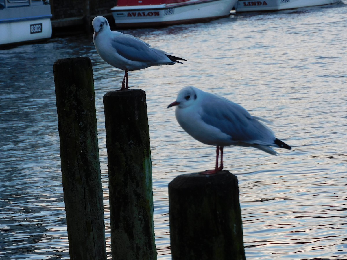 Mouette rieuse - ML623788572