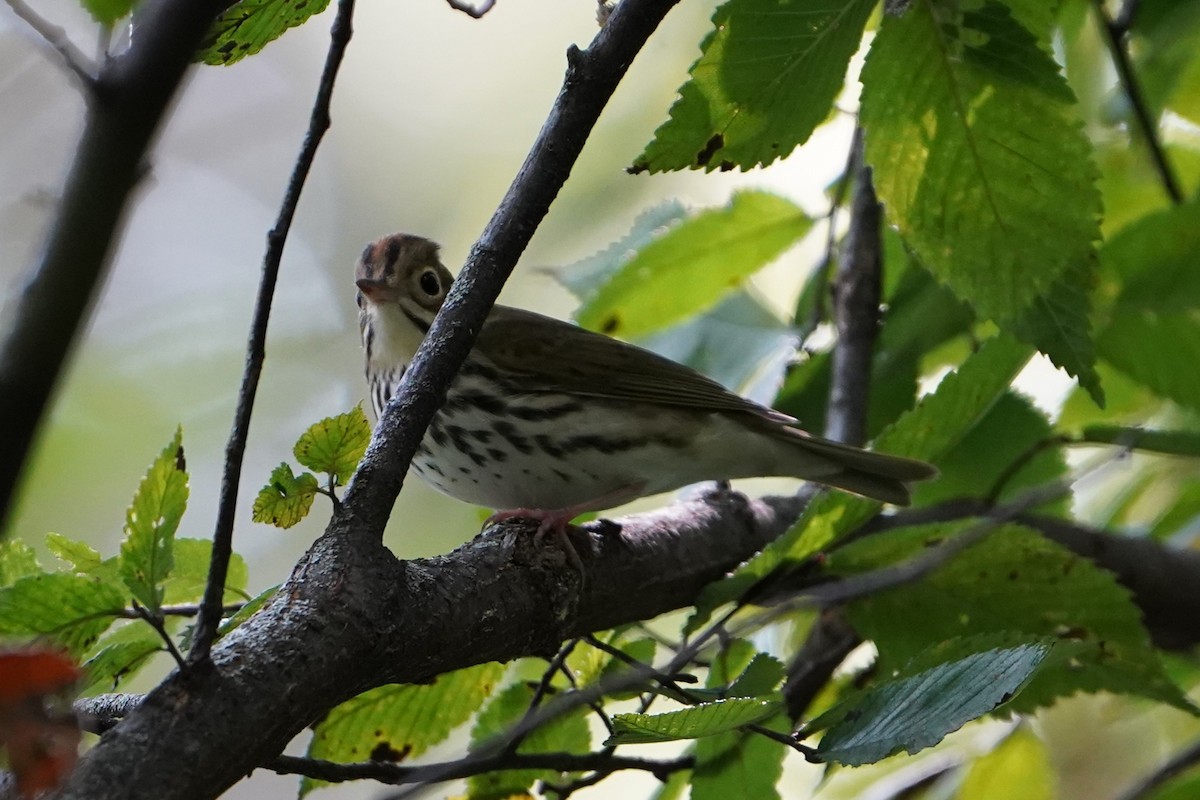 Ovenbird - ML623788605