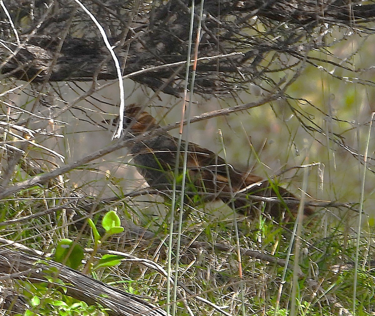 Rufous Bristlebird - ML623788625