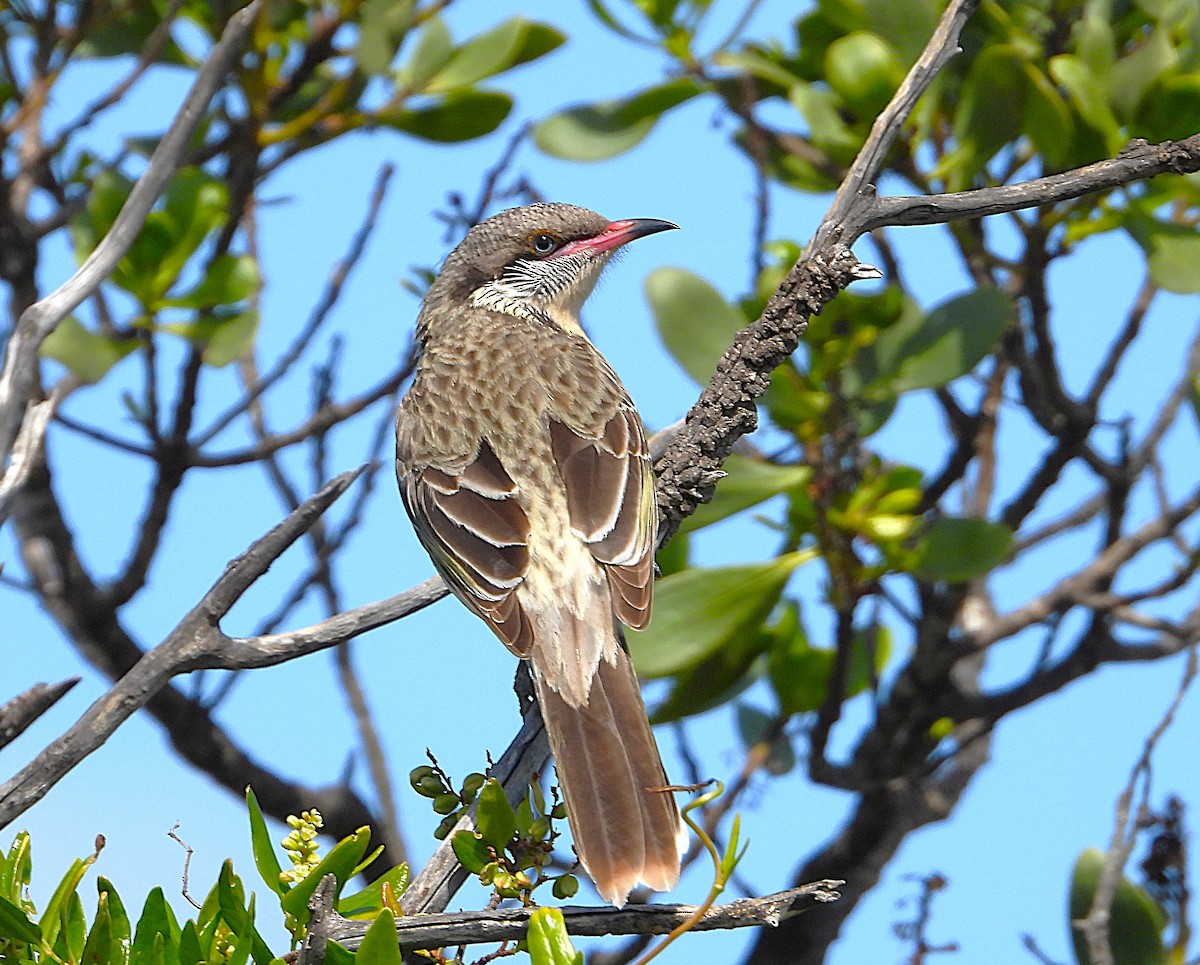 Spiny-cheeked Honeyeater - ML623788628