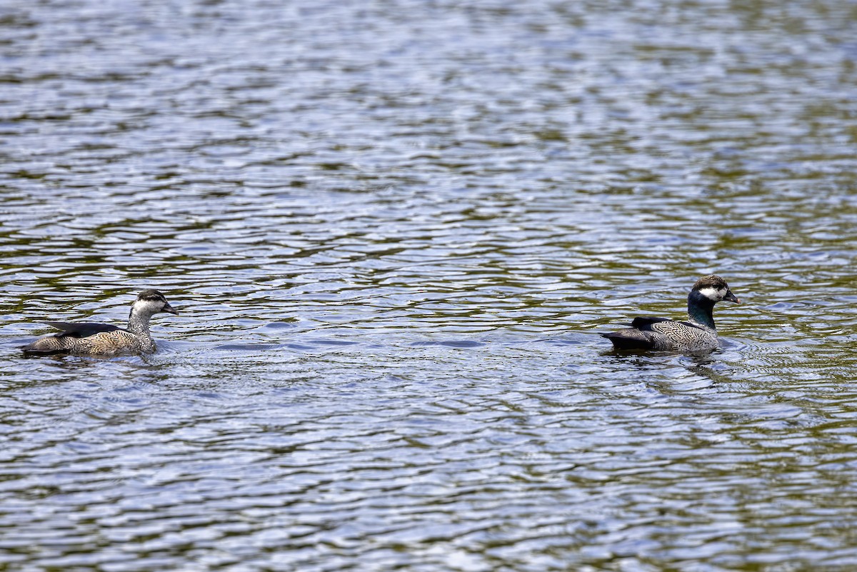 Green Pygmy-Goose - ML623788641