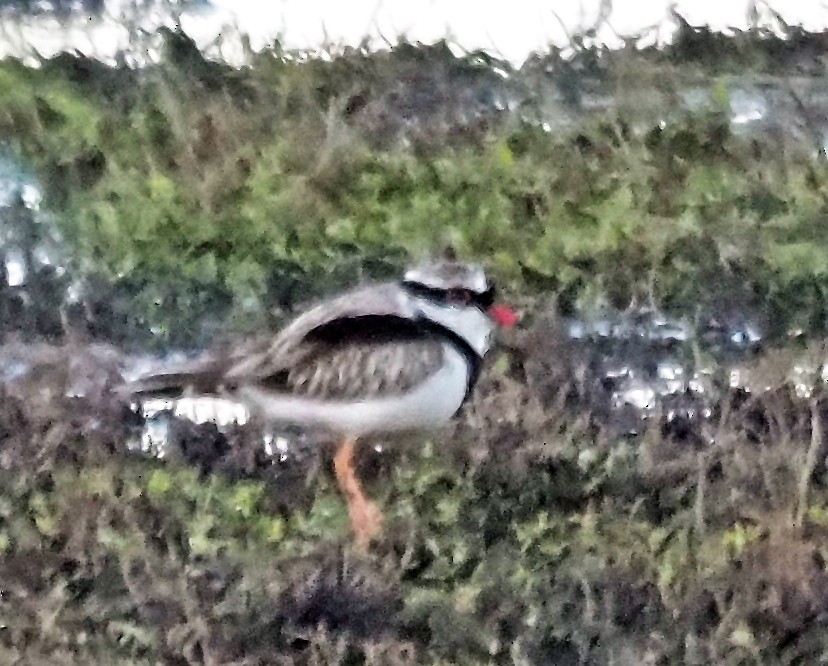 Black-fronted Dotterel - ML623788667