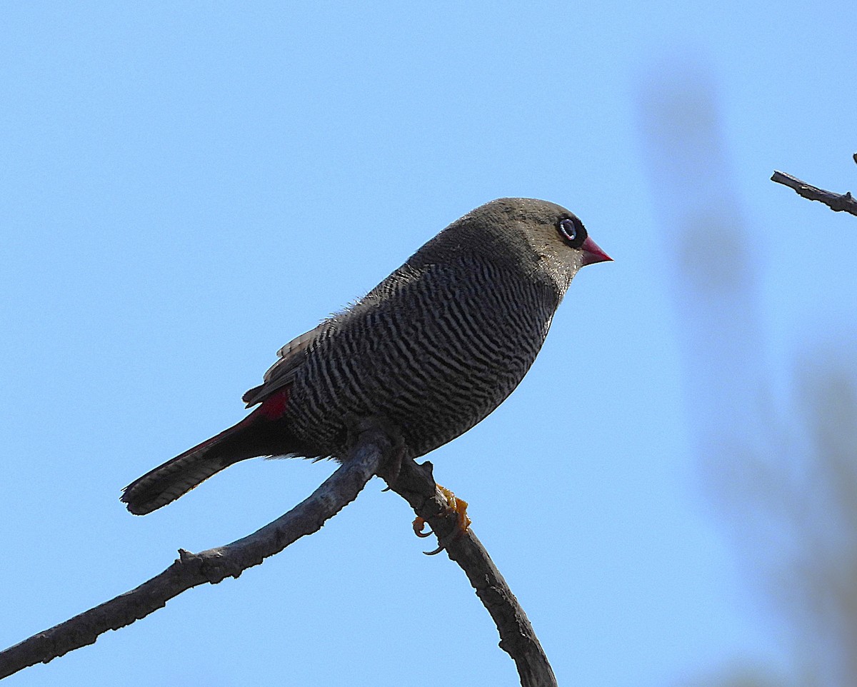 Beautiful Firetail - ML623788671