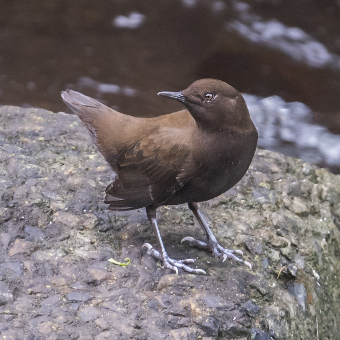 Brown Dipper - ML623788677