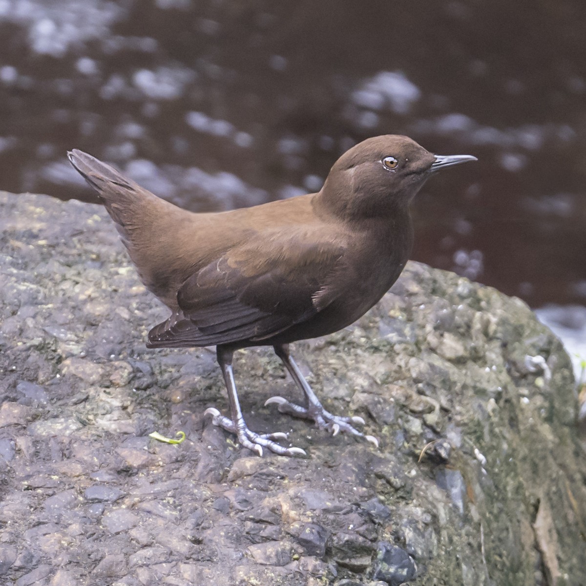 Brown Dipper - ML623788678