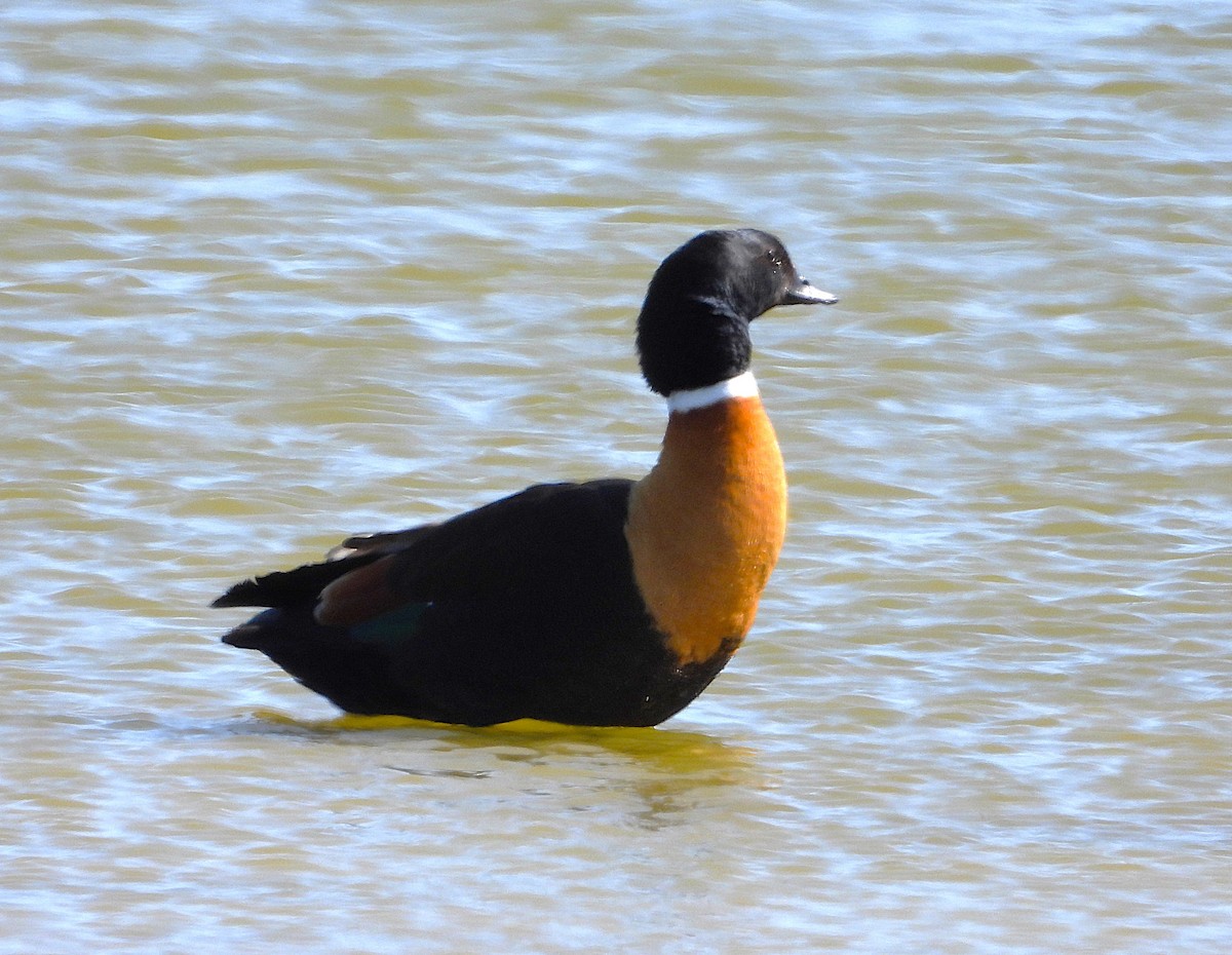 Australian Shelduck - Gordon Rich