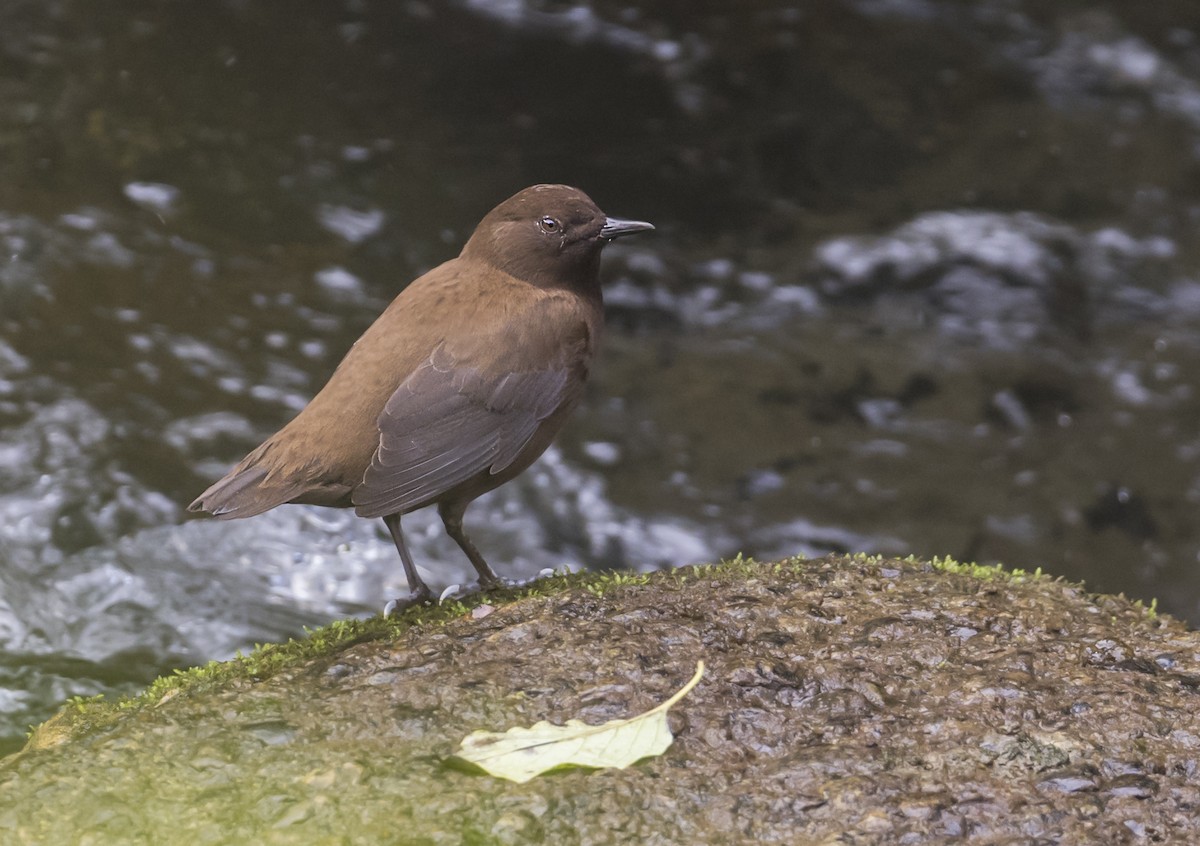 Brown Dipper - Adrian Moss