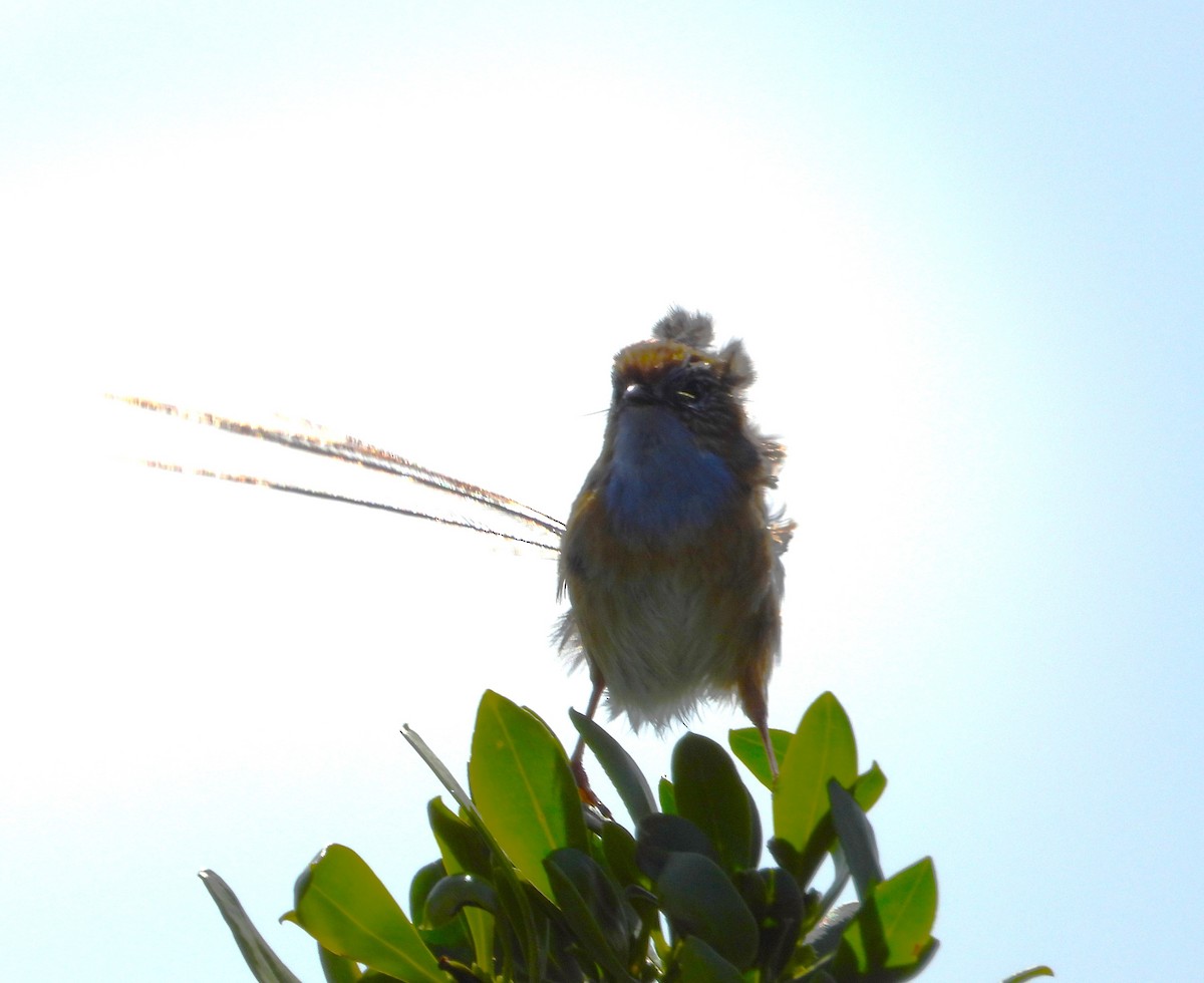 Southern Emuwren - ML623788686