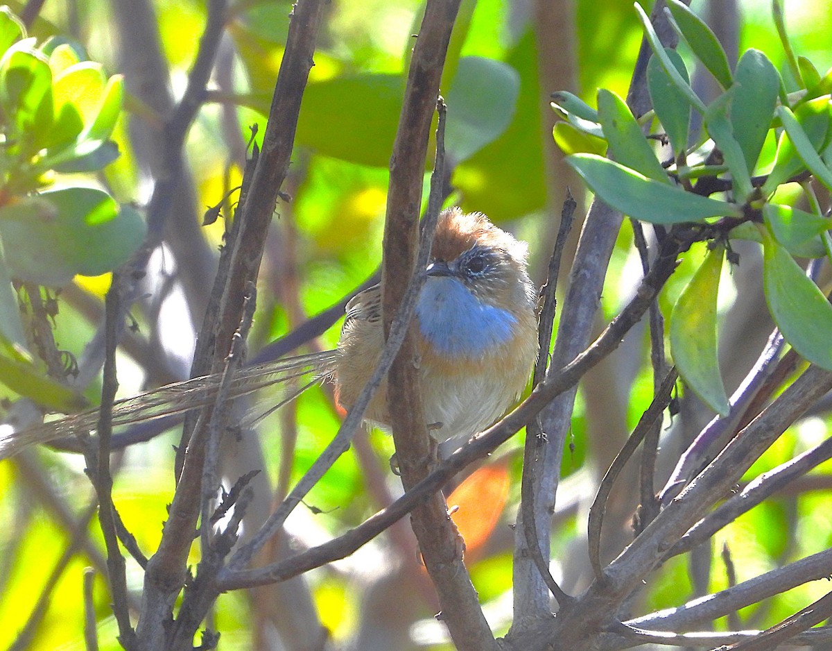 Southern Emuwren - ML623788687