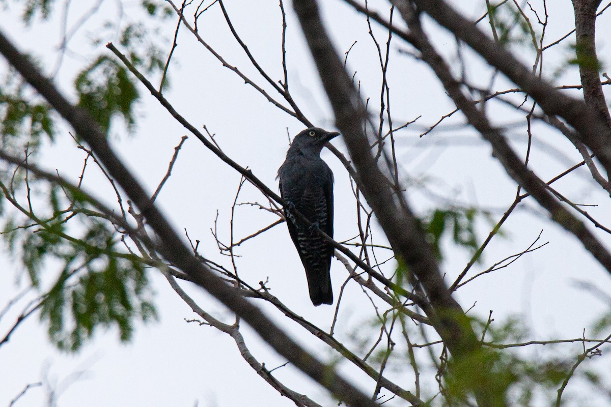 Bar-bellied Cuckooshrike - Diogenes Simbol